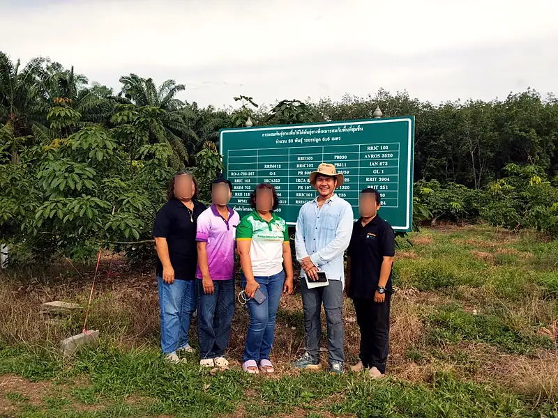 Clone trial plot, Surat Thani Rubber Research Center
