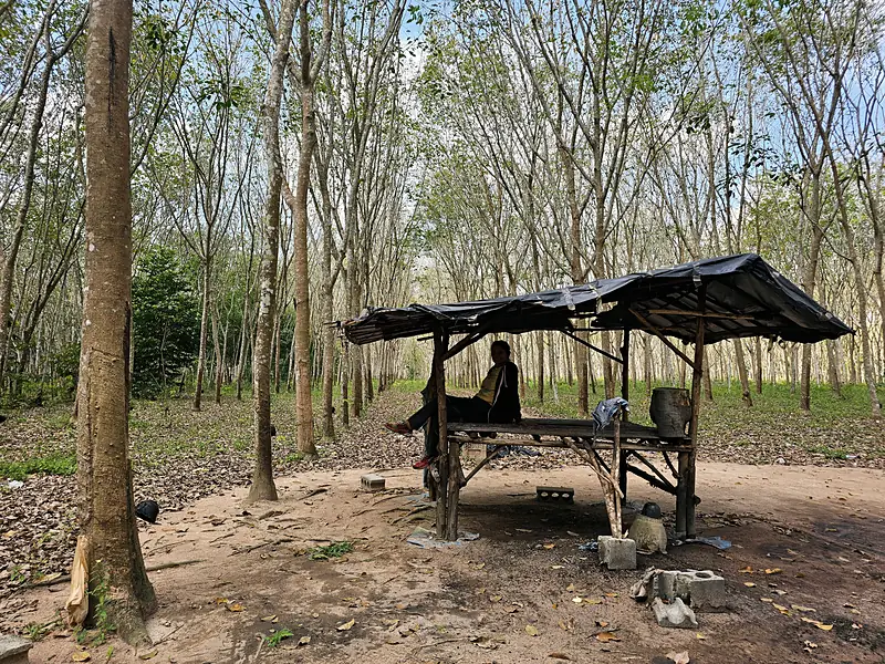 Monitoring and surveying rubber plantations