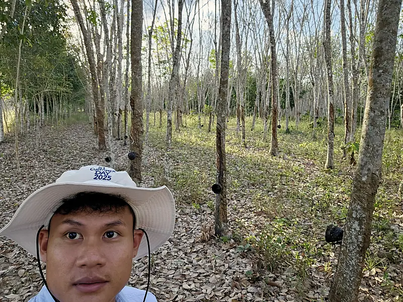 The family plantation during leaf fall