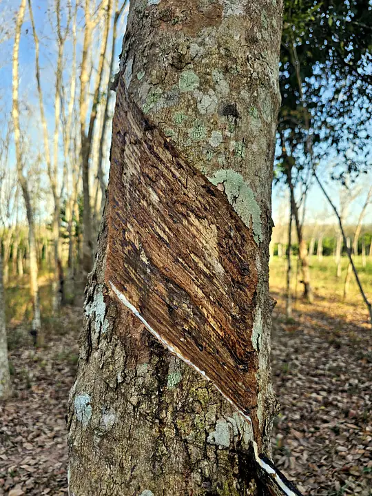 A tapping panel damaged by poor-quality tapping