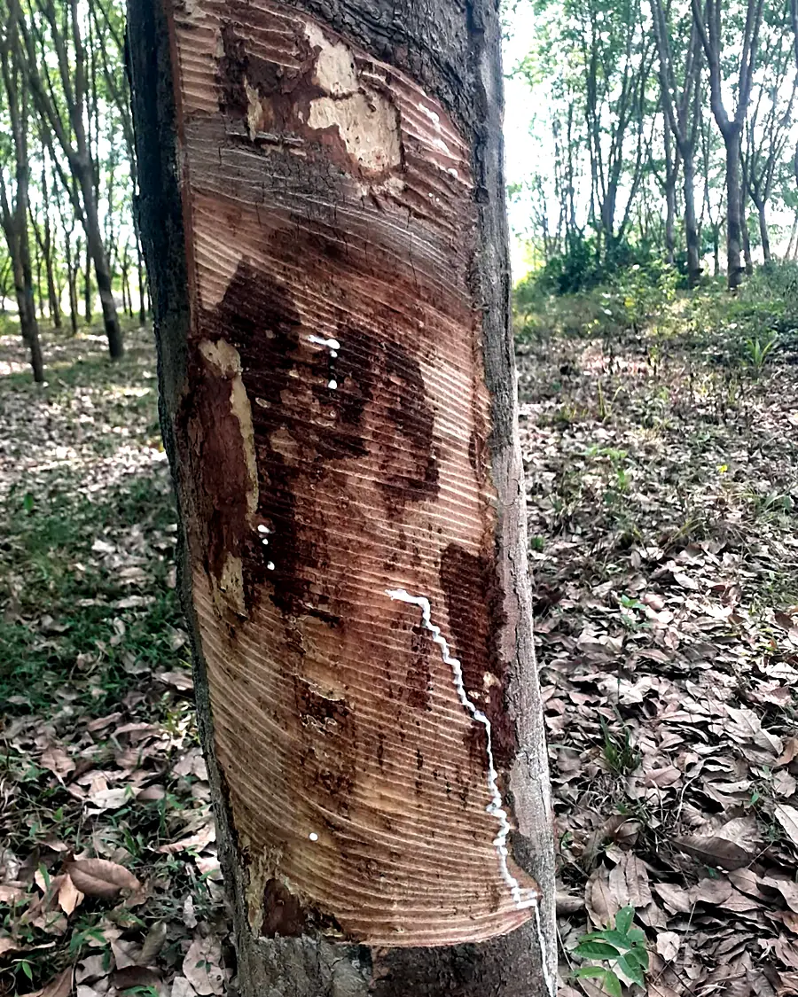 A tapping panel damaged by knife tapping