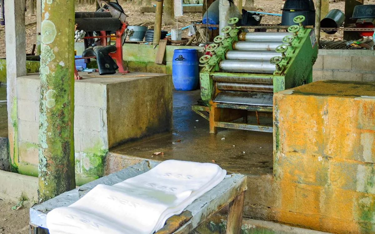 โรงรีดยางในสวนยาง มีแผ่นยางดิบวางอยู่ อำเภอเชียงแสน ประเทศไทย ภาพปี 2548