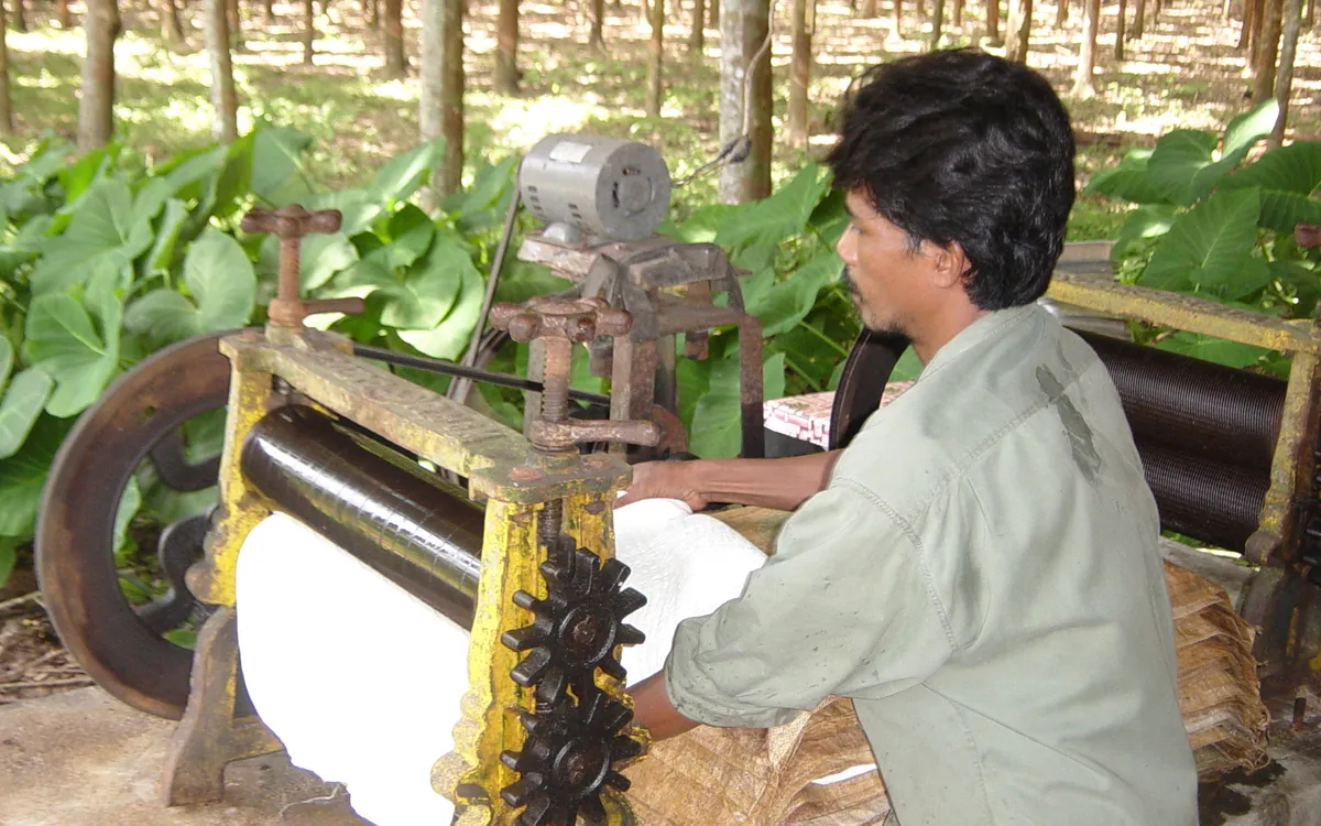 คนงานรีดน้ำยางที่จับตัวเป็นแผ่นด้วยเครื่องรีดเล็กในสวนยางรายย่อย ภาคกลางตอนใต้ของไทย